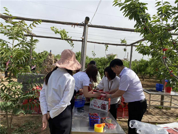 1622512968232587.jpg 今世康公司櫻桃采摘自助燒烤團建活動7.jpg